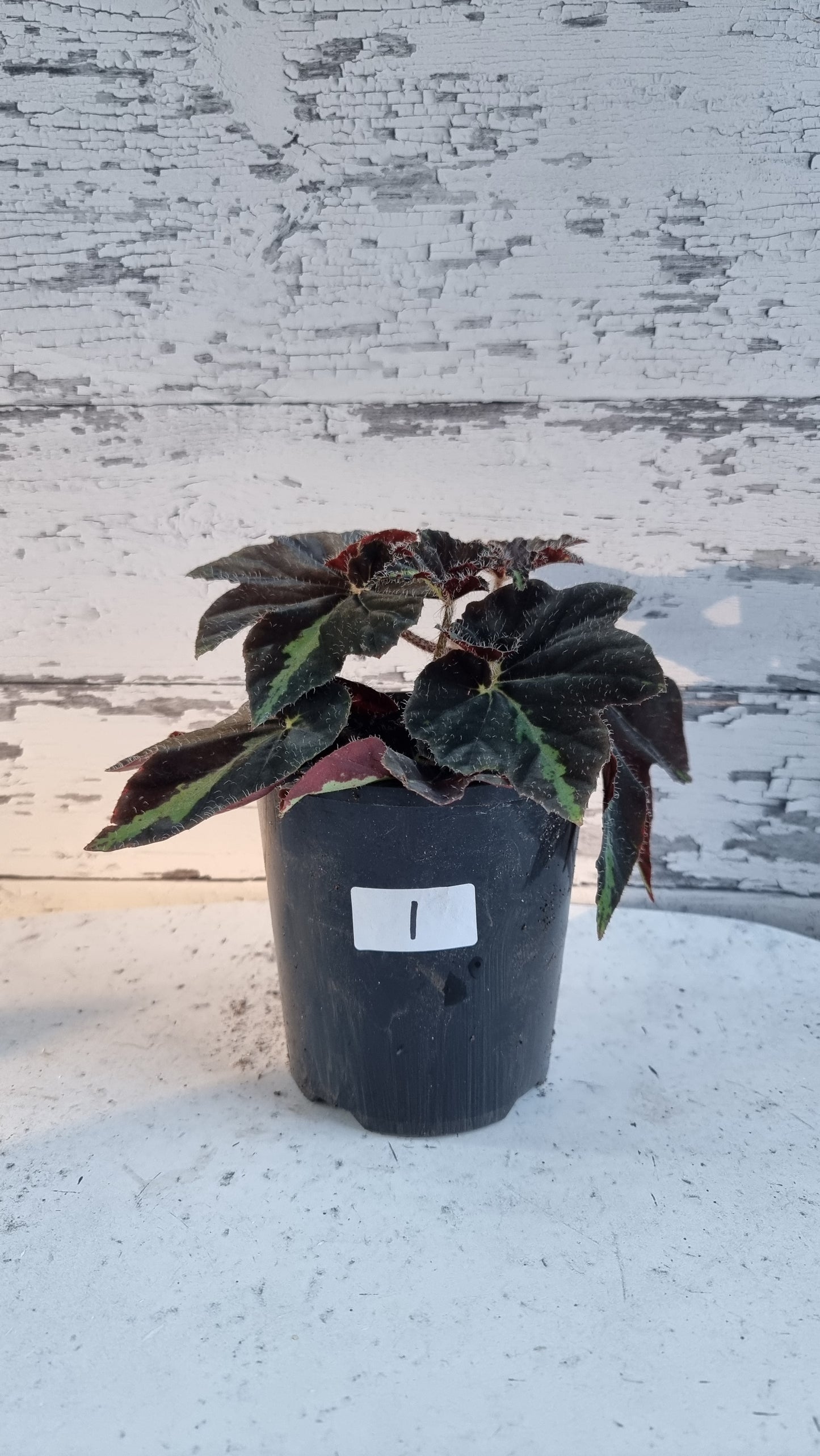 Begonia 'Lightning Strike'