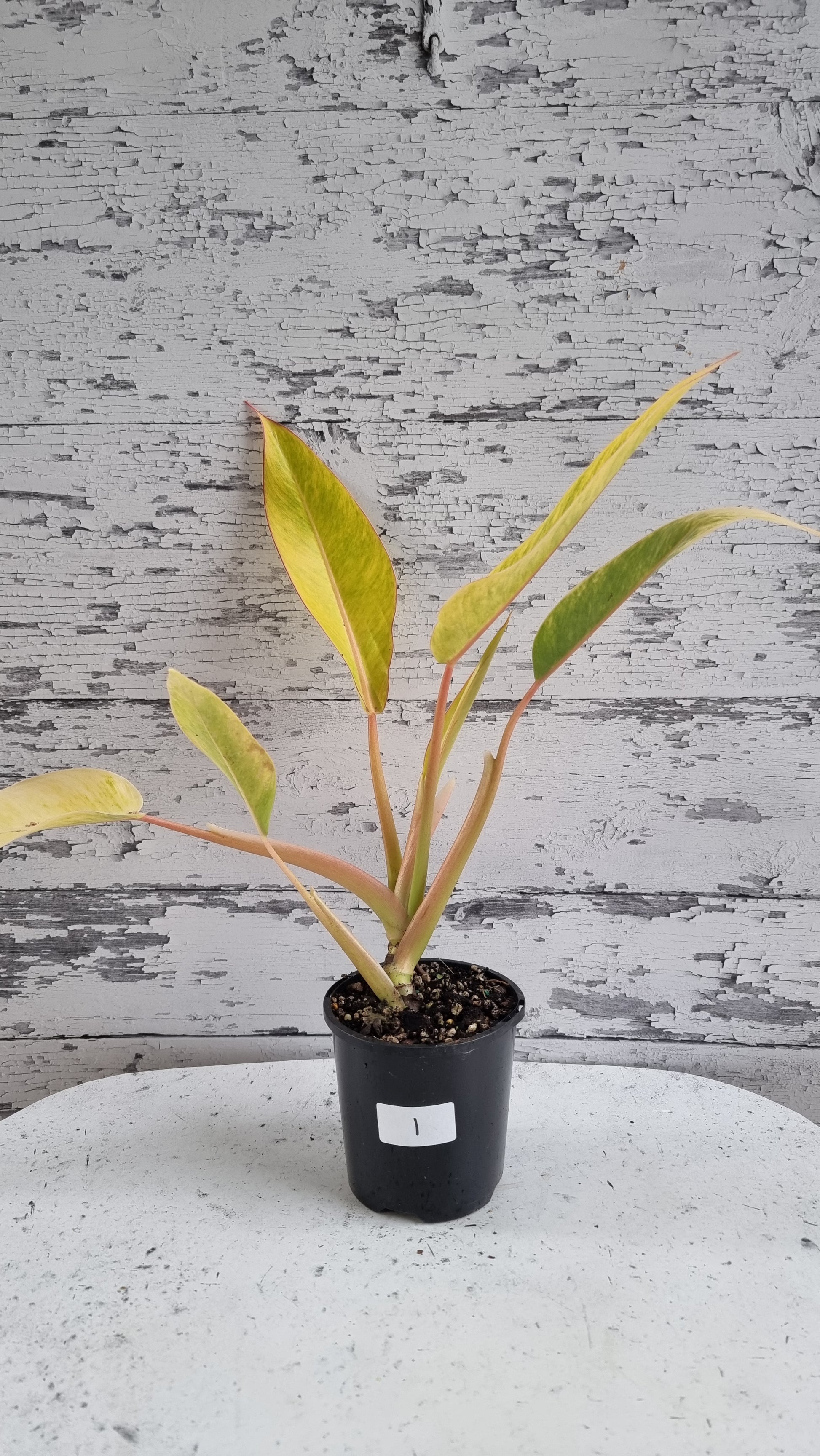philodendron calkins gold for sale Philodendron 'Calkins Gold' – Root'd Plants