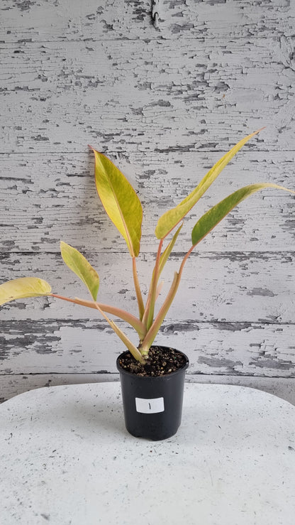 Philodendron 'Calkins Gold'