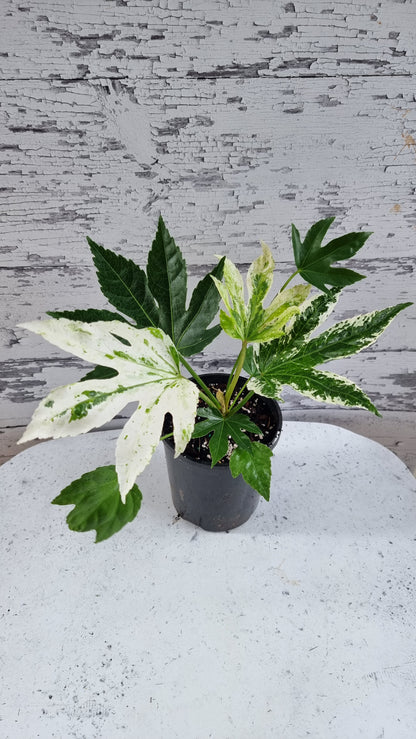 Fatsia Japonica 'Spider web' - Japanese aralia