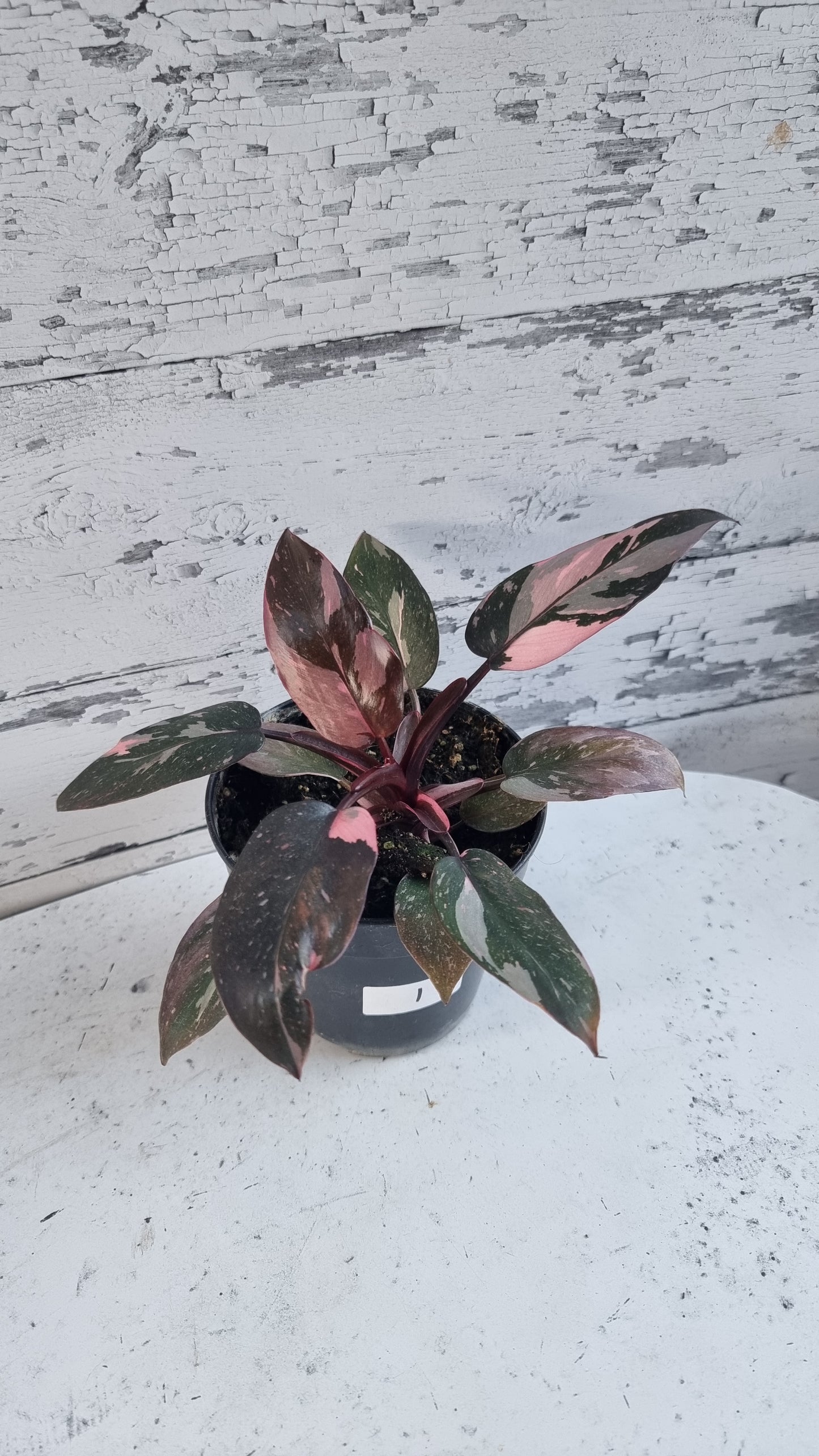 Philodendron erubescens 'Pink Galaxy'