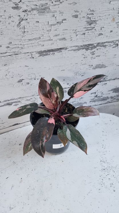 Philodendron erubescens 'Pink Galaxy'