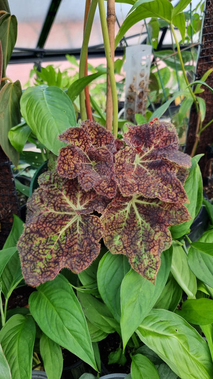 Begonia fuscomaculata var. NOID 'Plum Swirl'