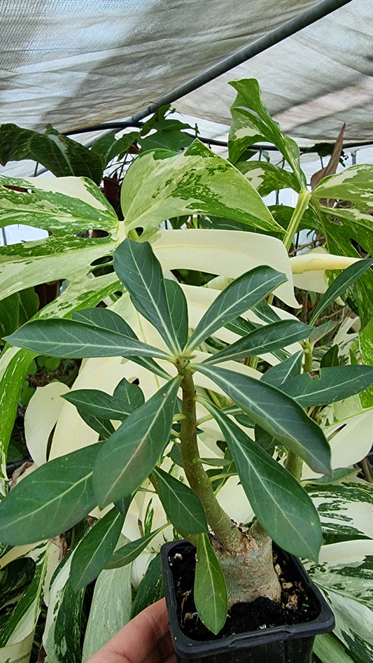 Adenium obesum“泰國混合” 