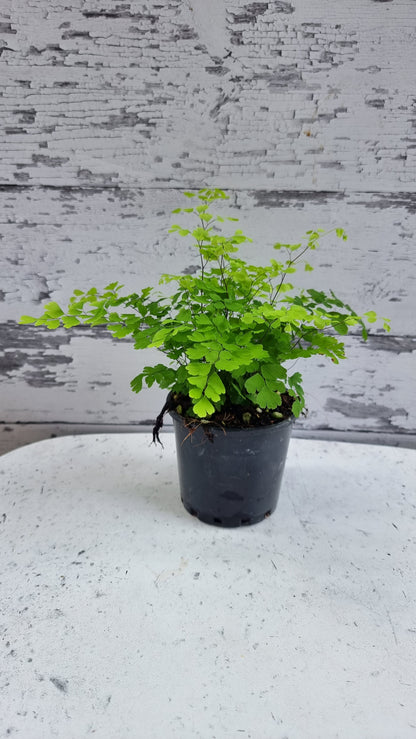 Adiantum raddianum - 三角铁线蕨