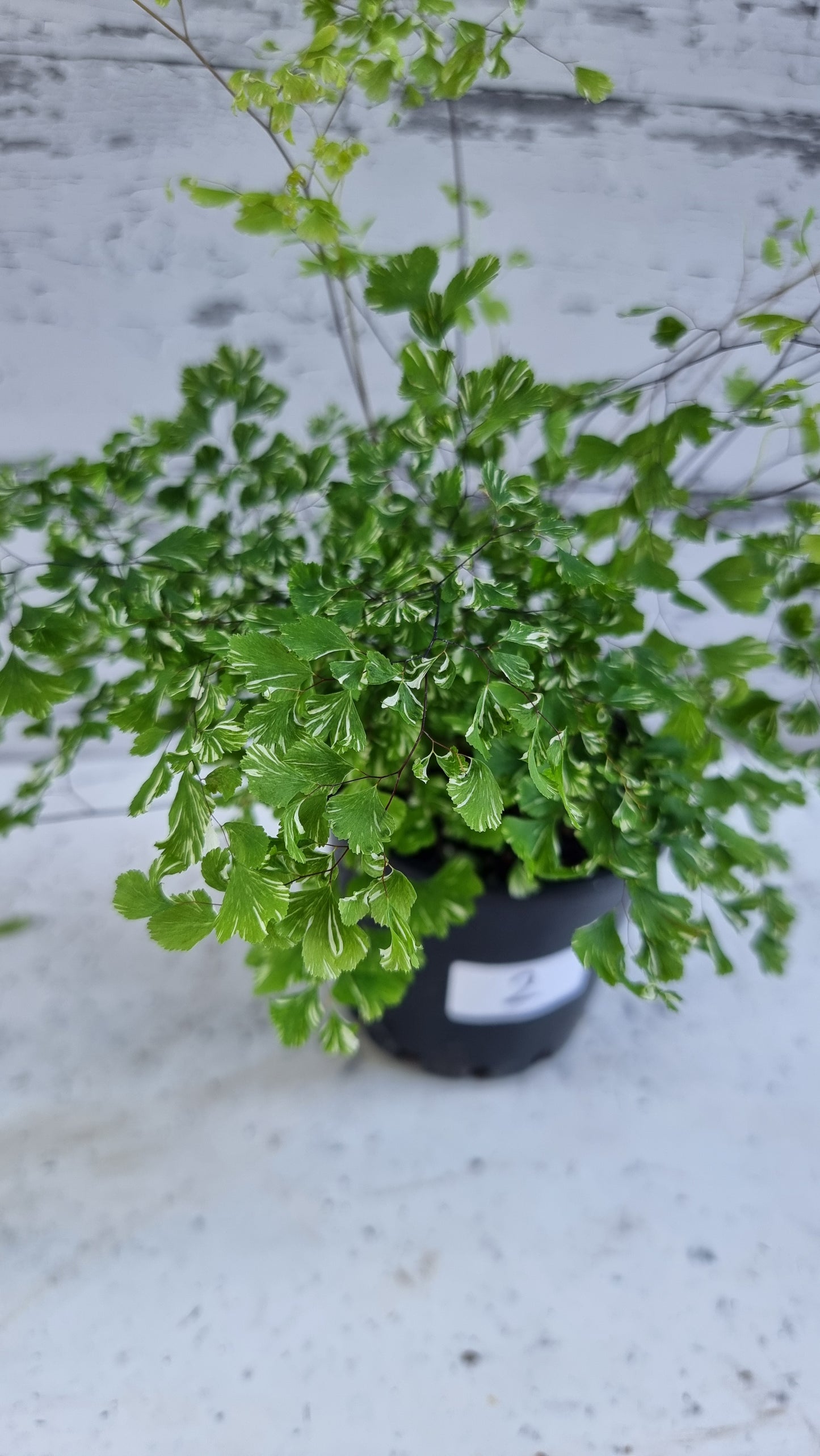 Adiantum raddianum 'Variegatum' - Variegated Delta Maidenhair Fern