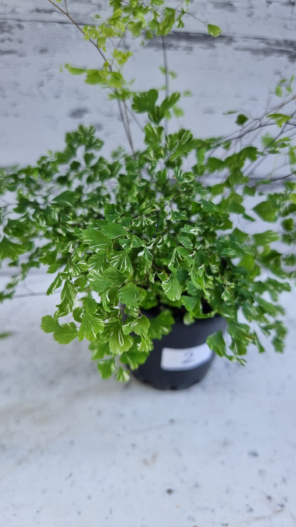 Adiantum raddianum 'Variegatum' - Variegated Delta Maidenhair Fern