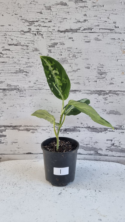 Aglaonema pictum tricolor - Camouflage Chinese Evergreen
