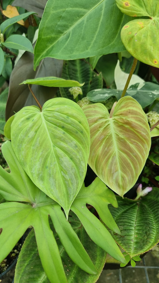 Philodendron verrucosum x sodiroi 'Majestic' - Climbing Aroid