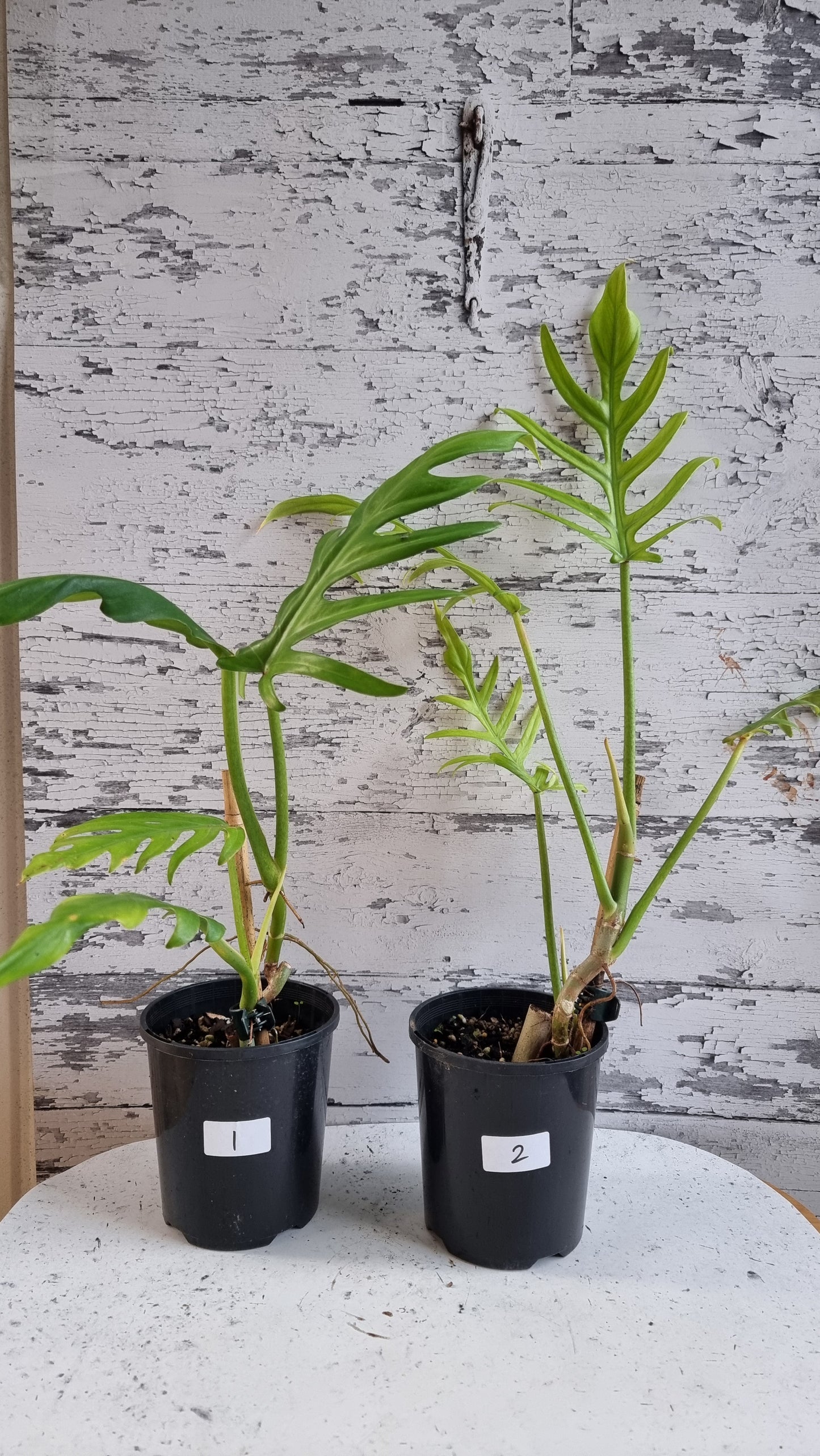 Philodendron elegans - Skeleton Key Plant