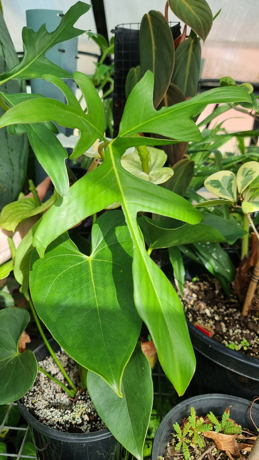 Philodendron pedatum 'Glad Hands'