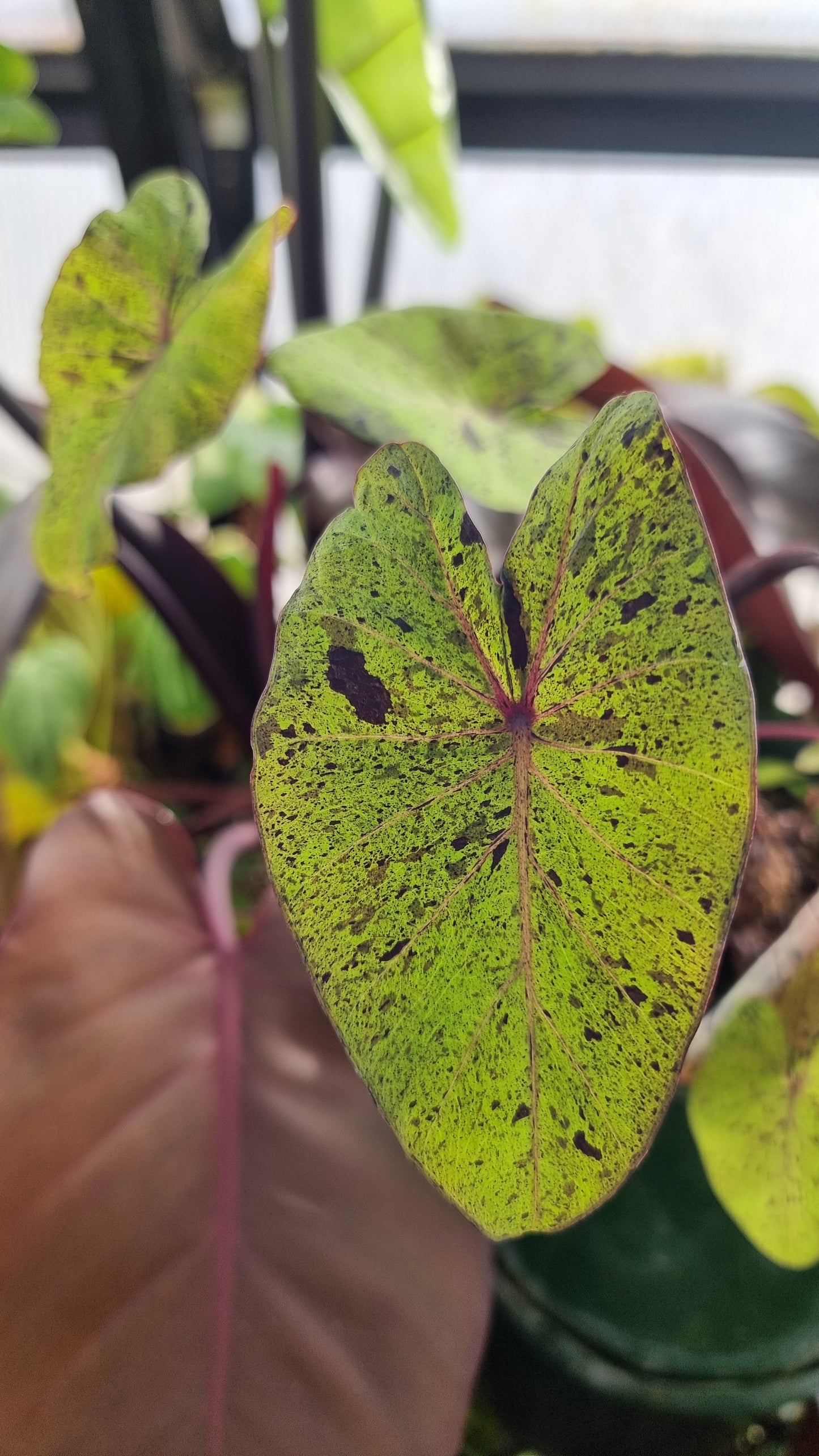 Colocasia esculenta 'Mojito' - 象耳芋植物