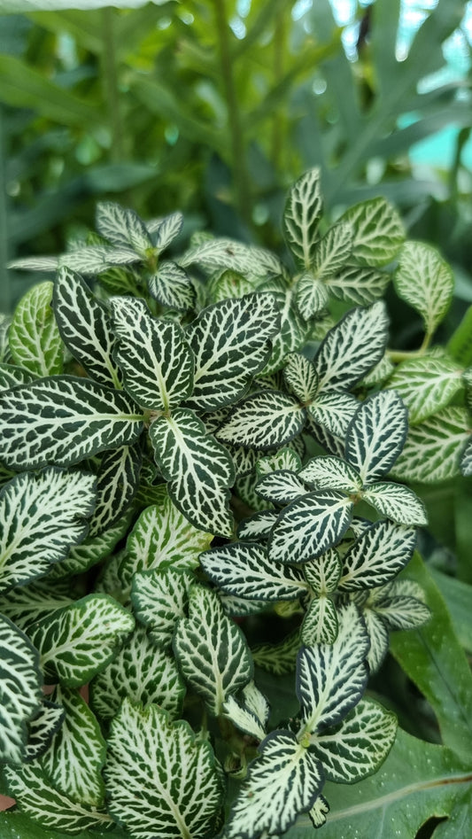 Fittonia 'Tiger'