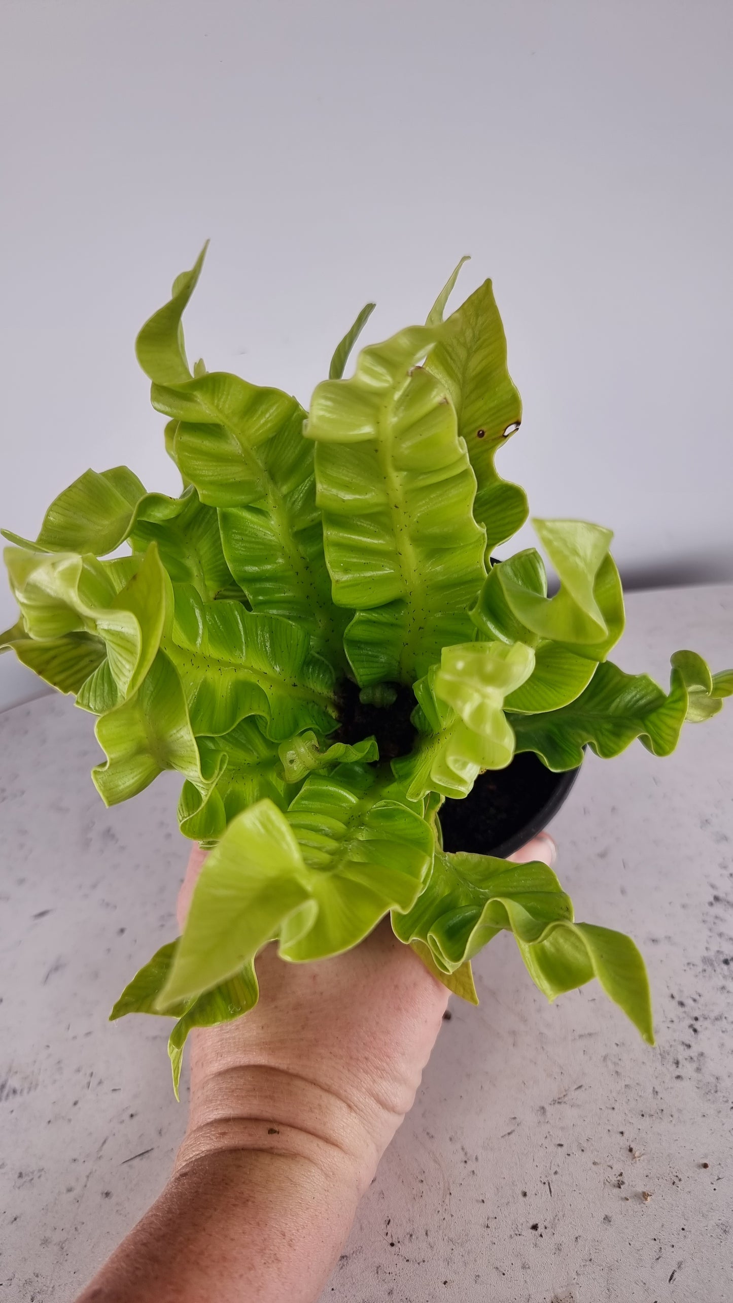 Asplenium nidas 'Crispy Wave' - Pleated Bird's Nest Fern