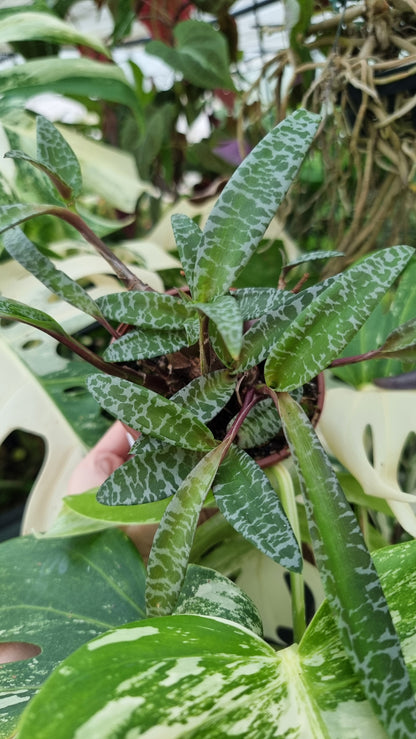 Ledebouria socialis (basionym. Scilla violacea) - Silver Squill