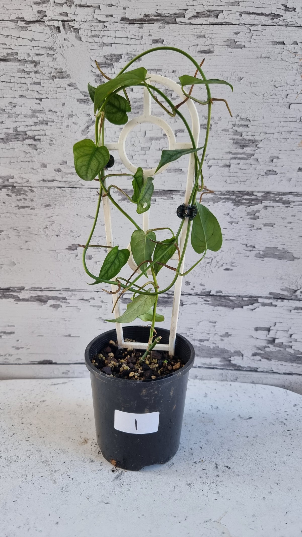 Monstera siltepecana