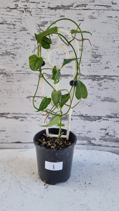 Monstera siltepecana