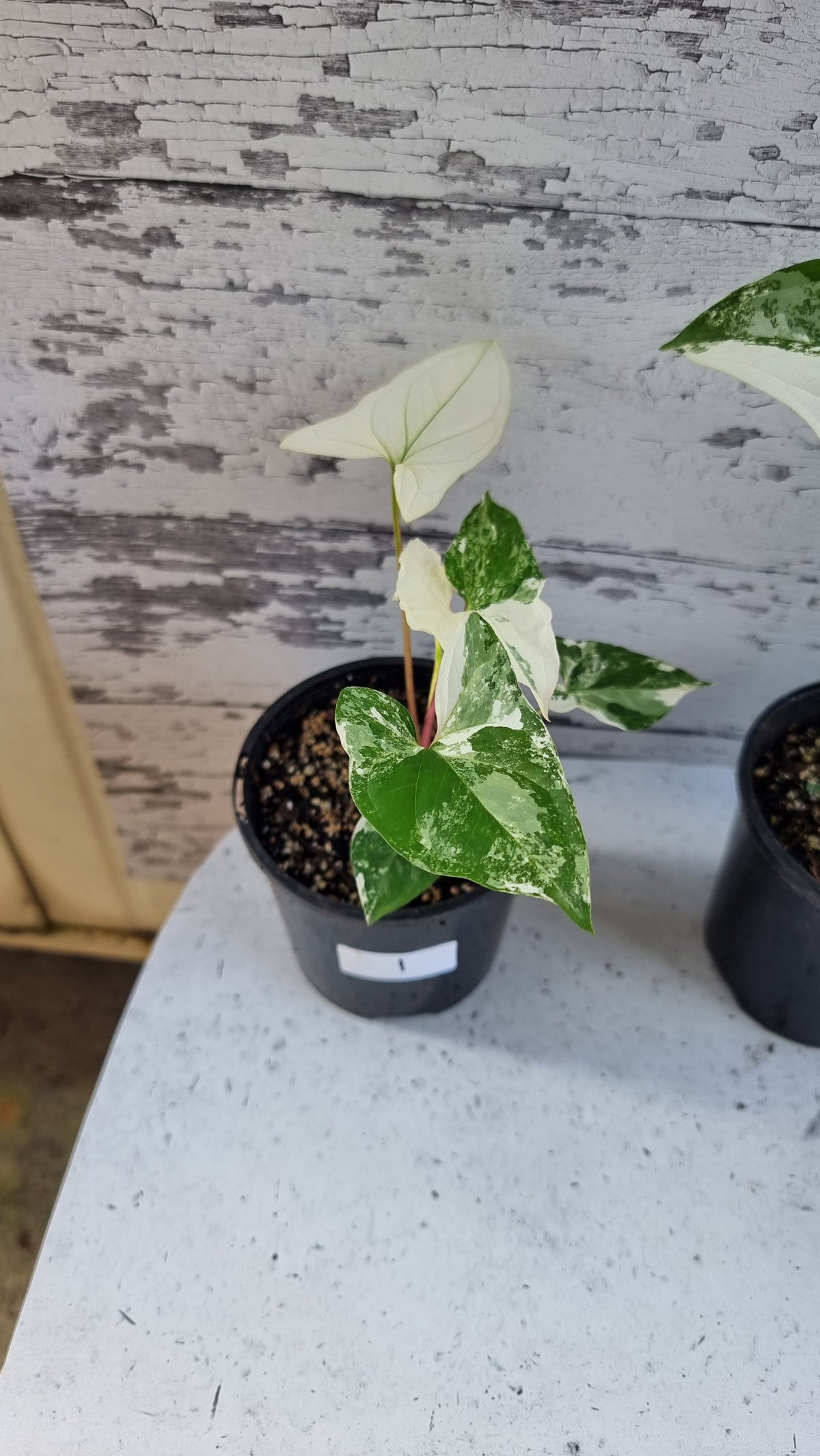 Syngonium podophyllum 'Fantasy' - Variegated Arrowhead Plant