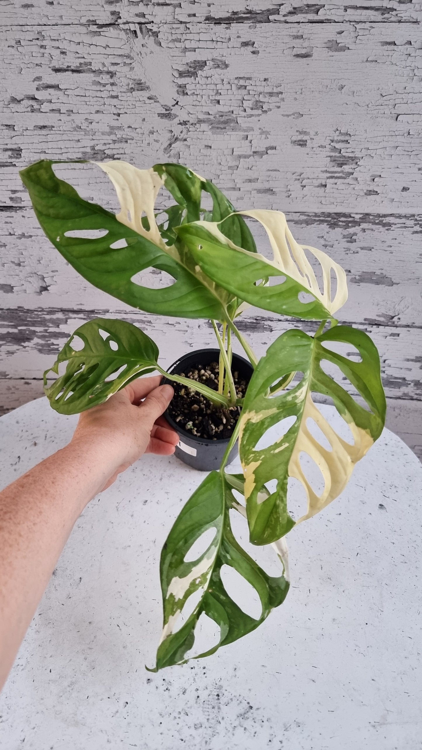 Monstera adansonii variegata - 雜色瑞士乳酪廠