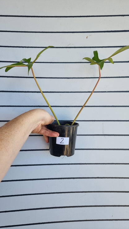 Philodendron pedatum 'Glad Hands'