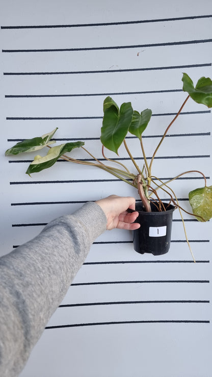 Philodendron 'Burle Marx' variegata