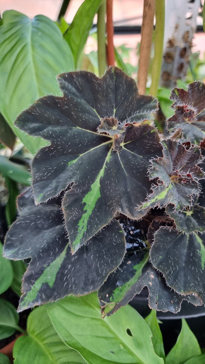 Begonia 'Lightning Strike'