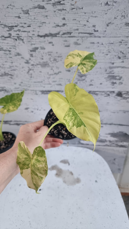 Alocasia gageana 'Aurea' - Yellow Variegated Elephant Ear