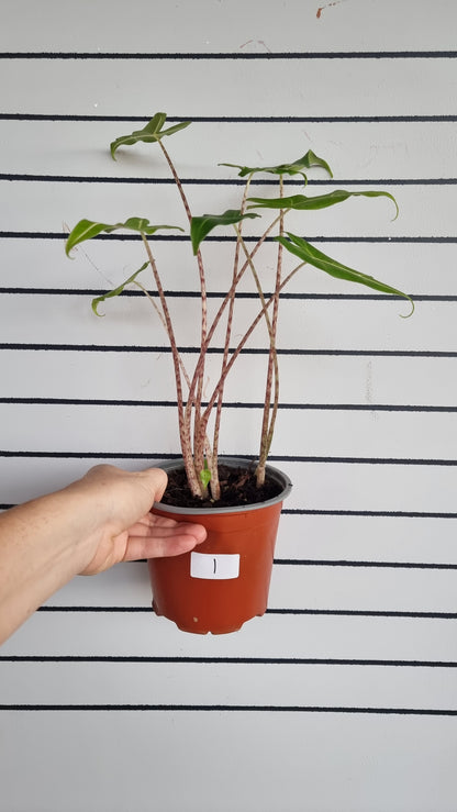 Alocasia hybrid 'Sarian'