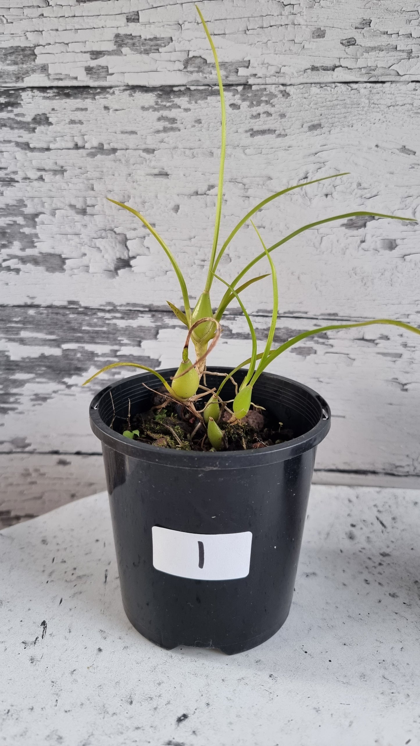 Gomesa (prev. Ornithophora) radicans - Miniature Orchid