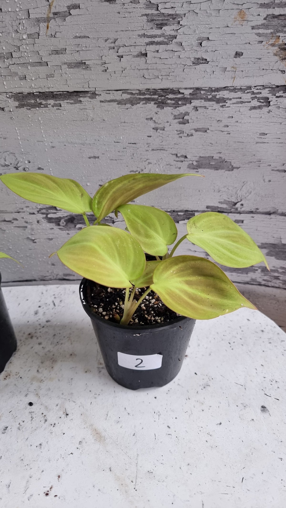 Philodendron camposportoanum