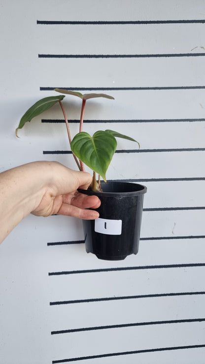 Philodendron gloriosum