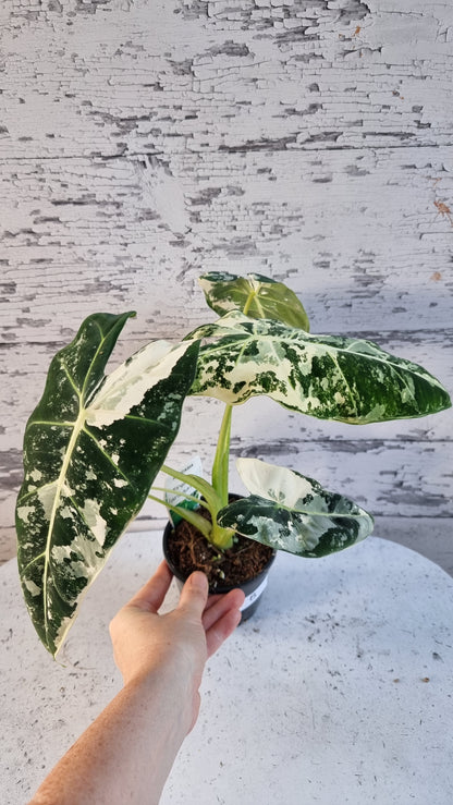 Alocasia micholitziana 'Frydek' - 雜色綠天鵝絨