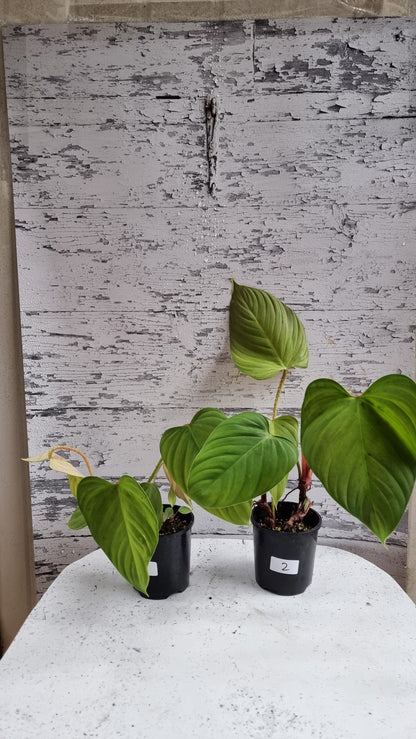 Philodendron 'Fuzzy Petiole'