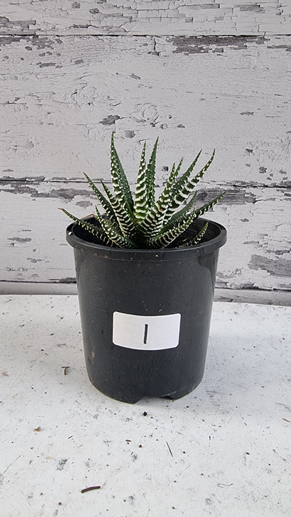 Haworthia fasciata 'Big Band' - Zebra Plant