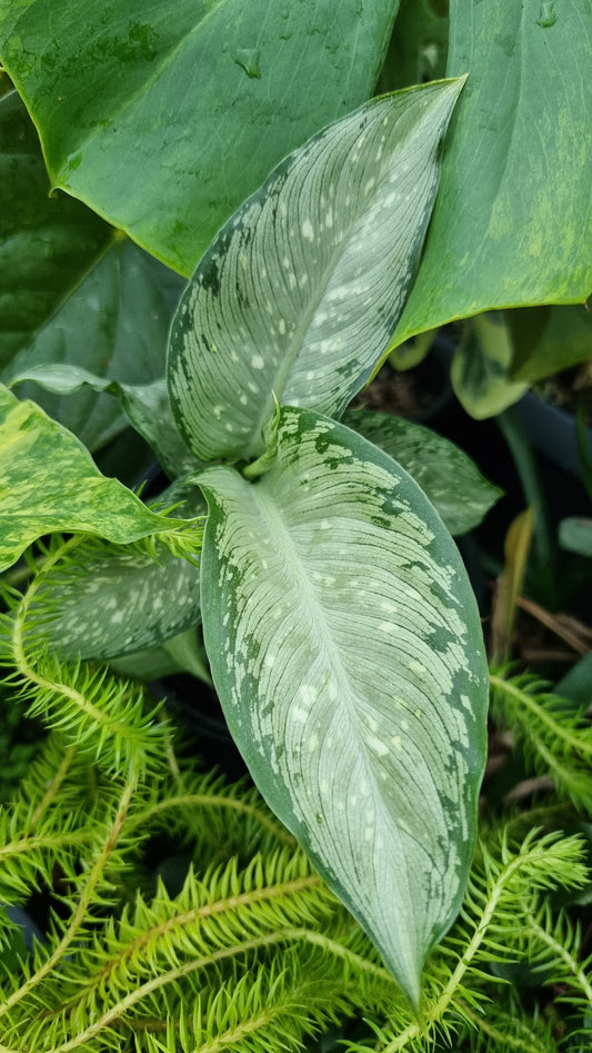 Dieffenbachia maculata 'Tropical Tiki' - Dumbcane