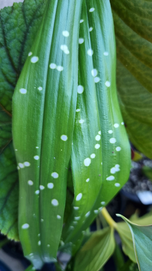 蜘蛛兰属“新加坡司令” - Leopard 铸铁厂