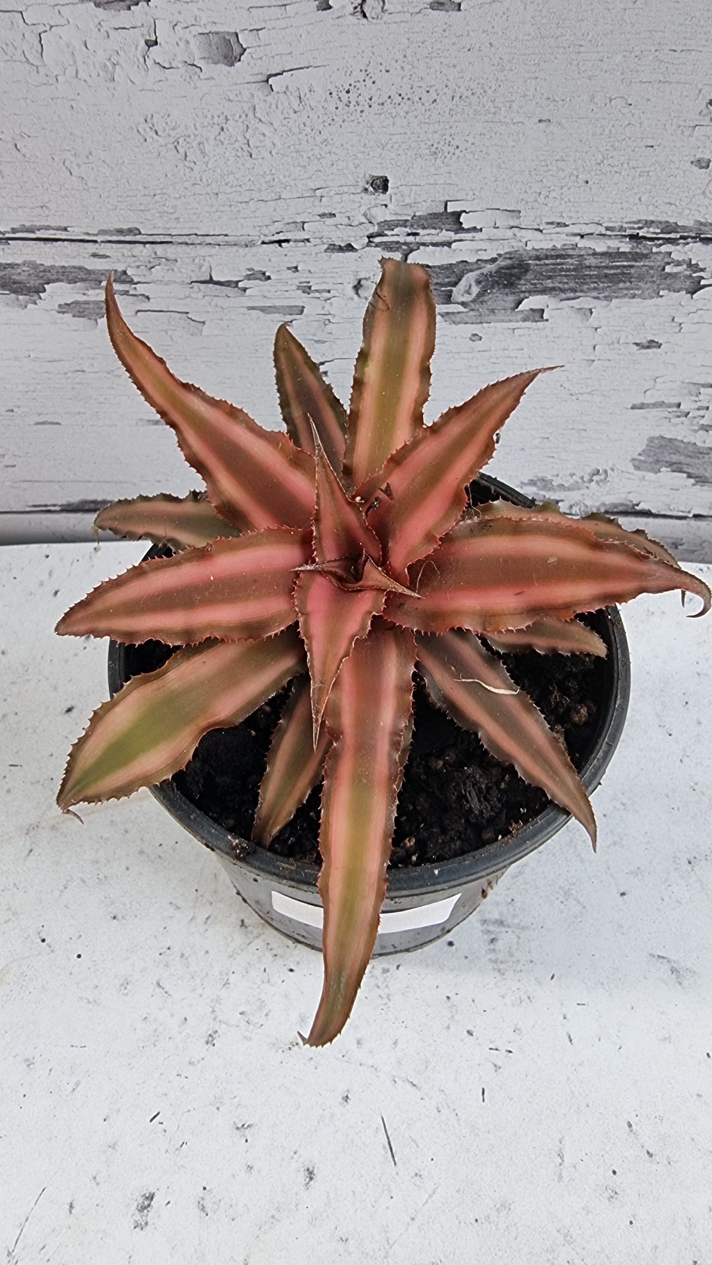 Cryptanthus bivittatus - Earth Star