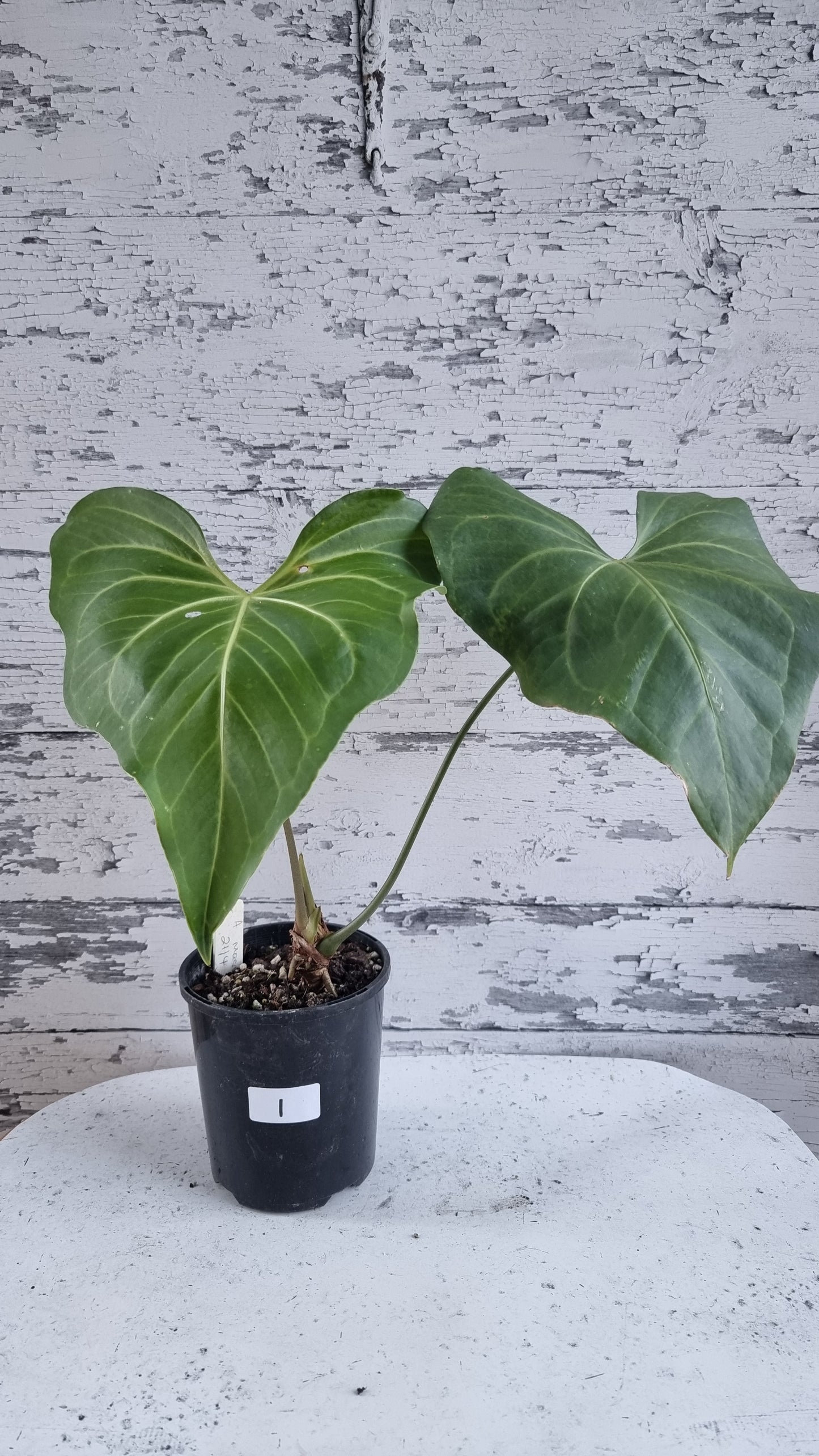 Anthurium macrolobium