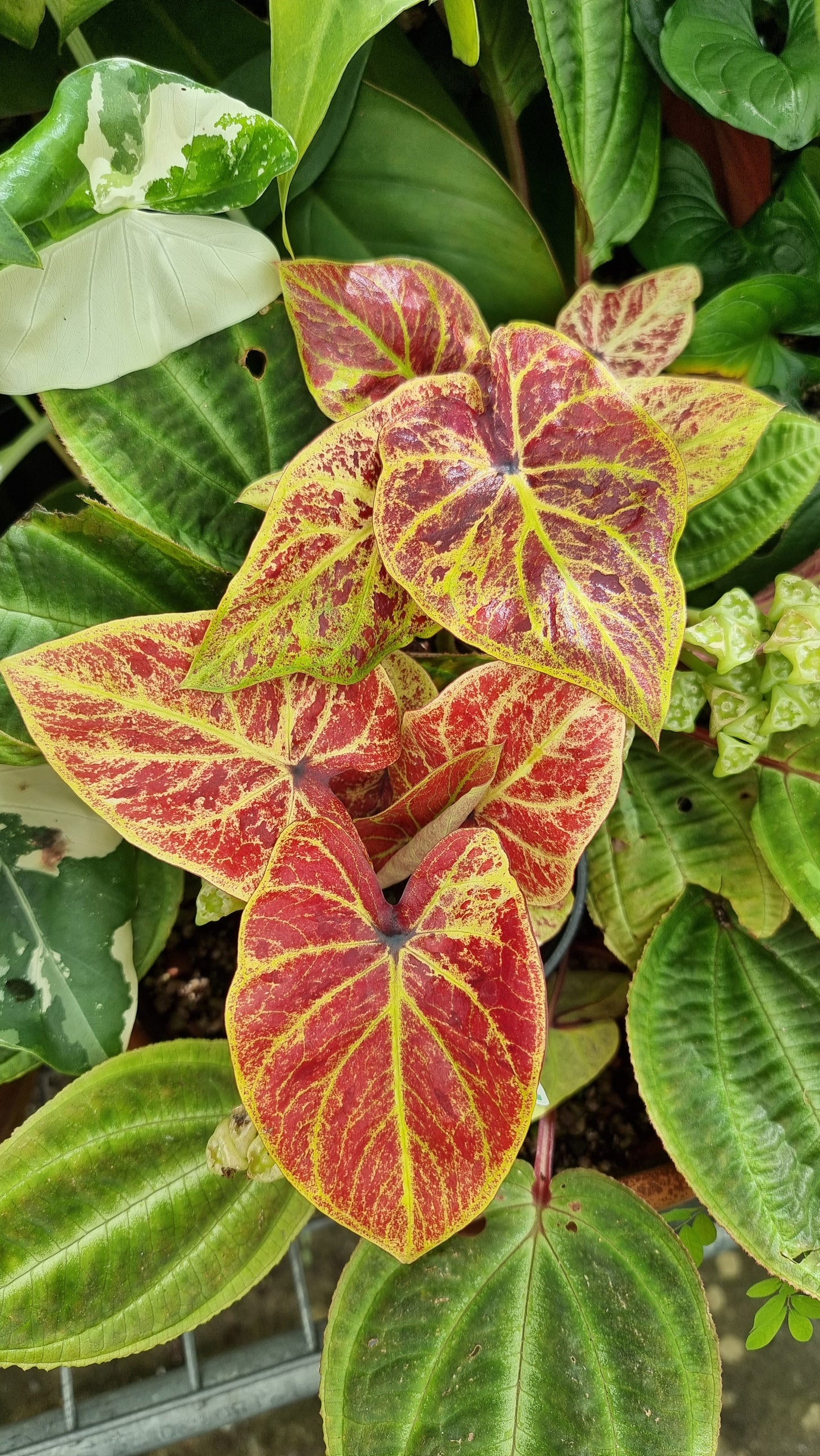Caladium bicolour 'Amber Flame'