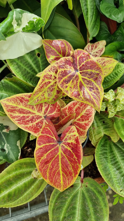 Caladium bicolour 'Amber Flame'