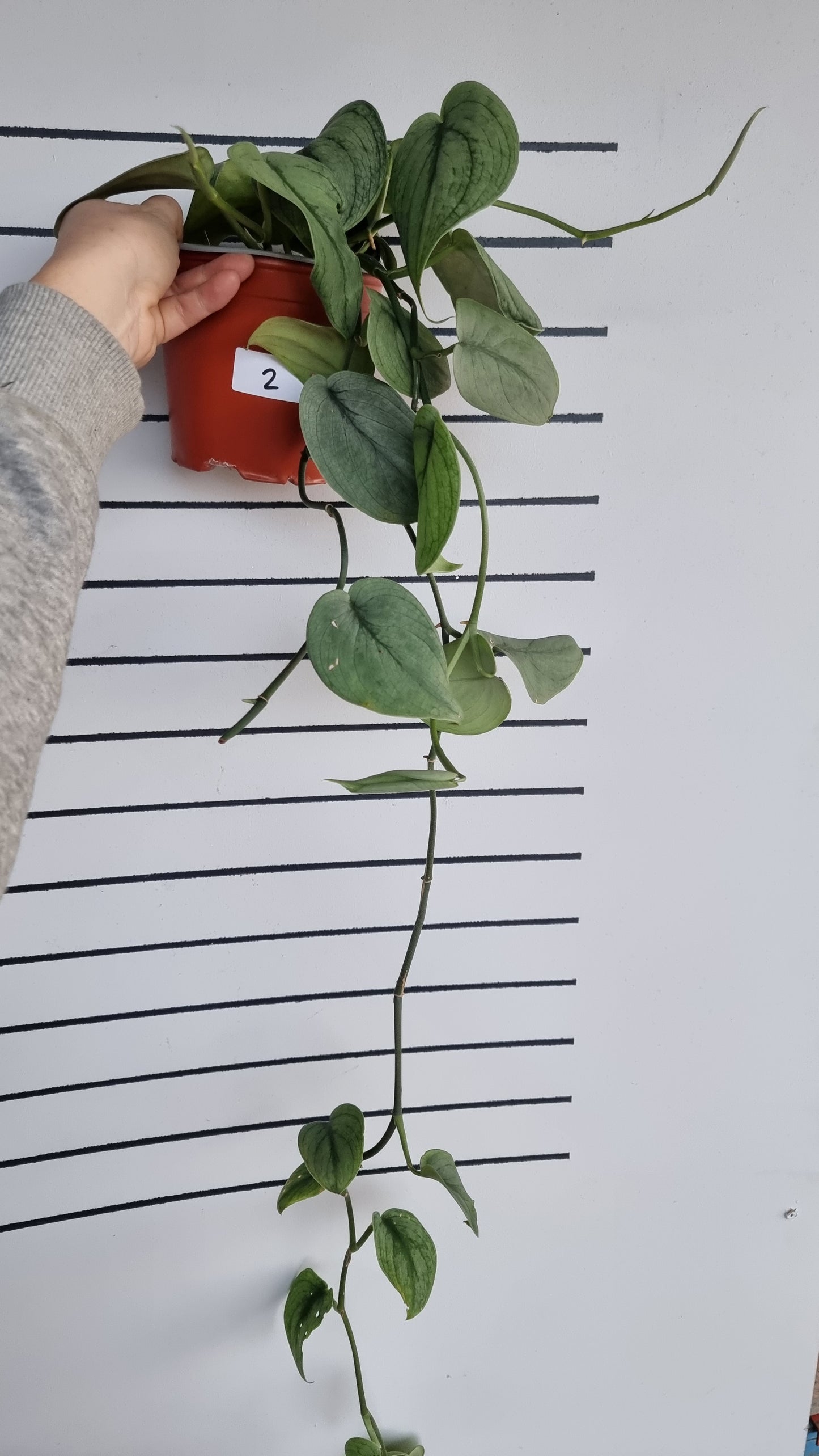 Scindapsus pictus 'Silver Hero' - Platinum Pothos