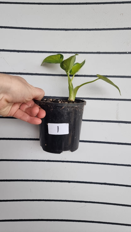 Alocasia cucullata - Aurea variegated/Banana Spilt