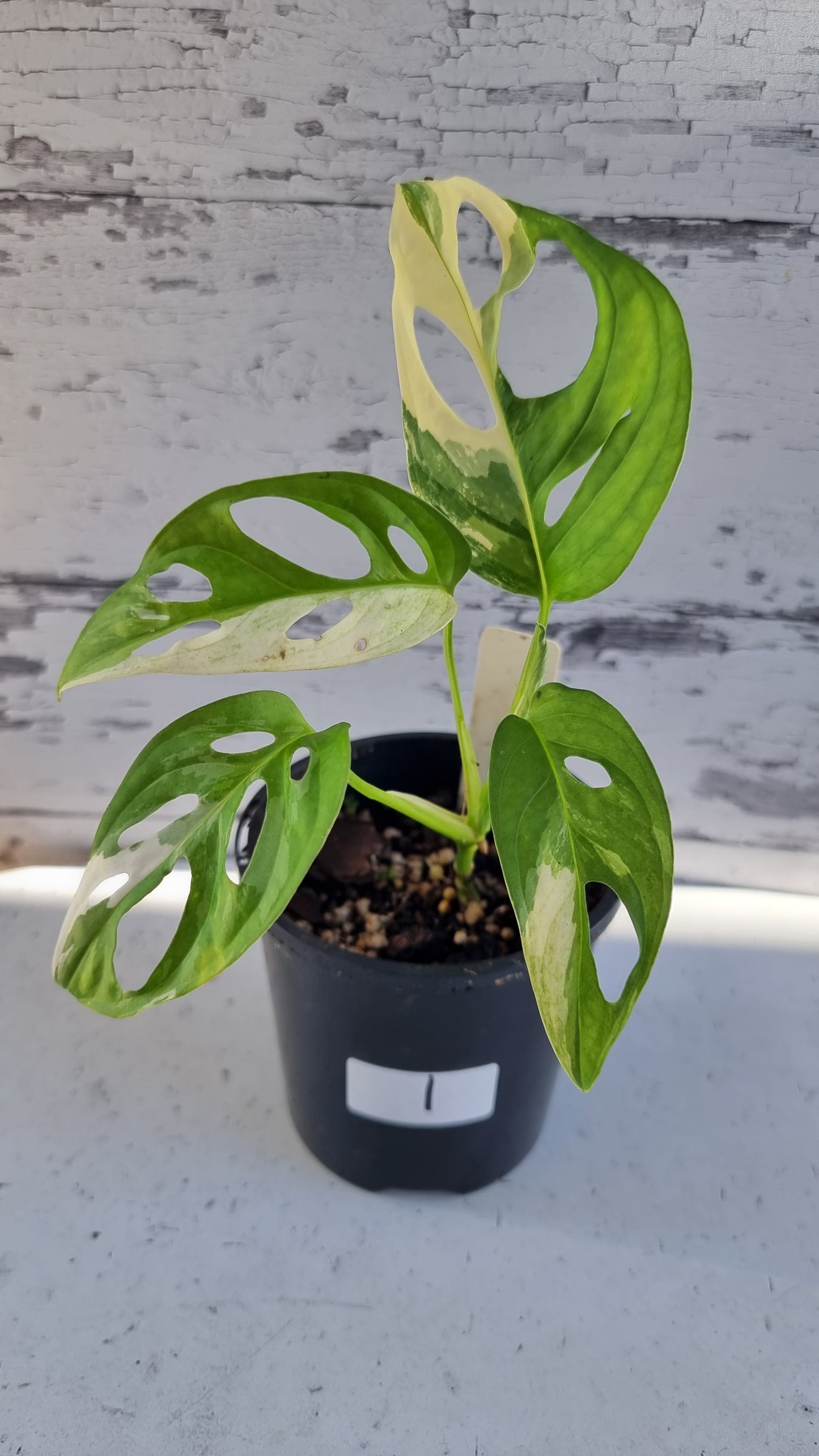 Monstera adansonii variegata - Variegated Swiss Cheese Plant