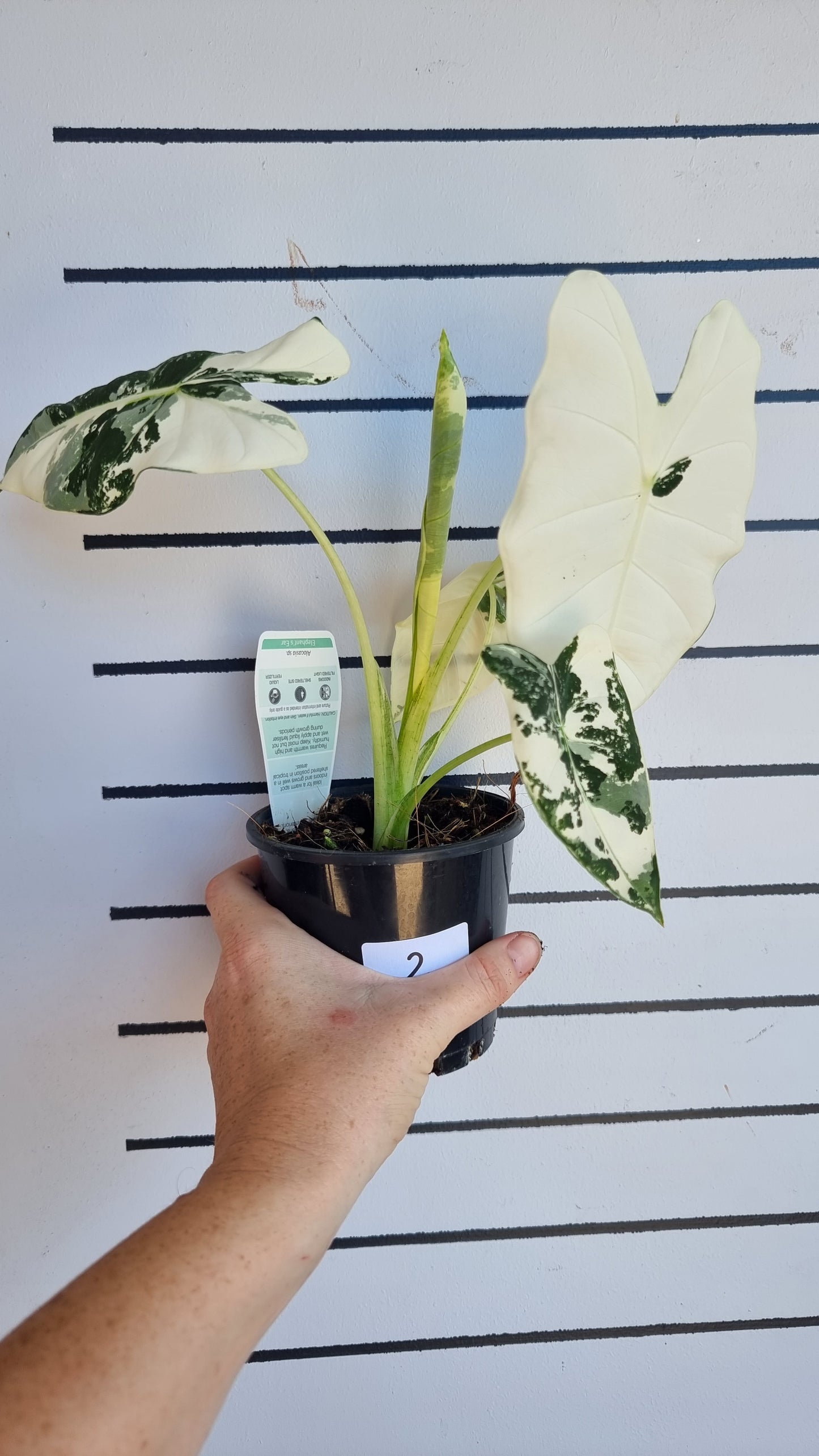 Alocasia micholitziana 'Frydek' - 雜色綠天鵝絨