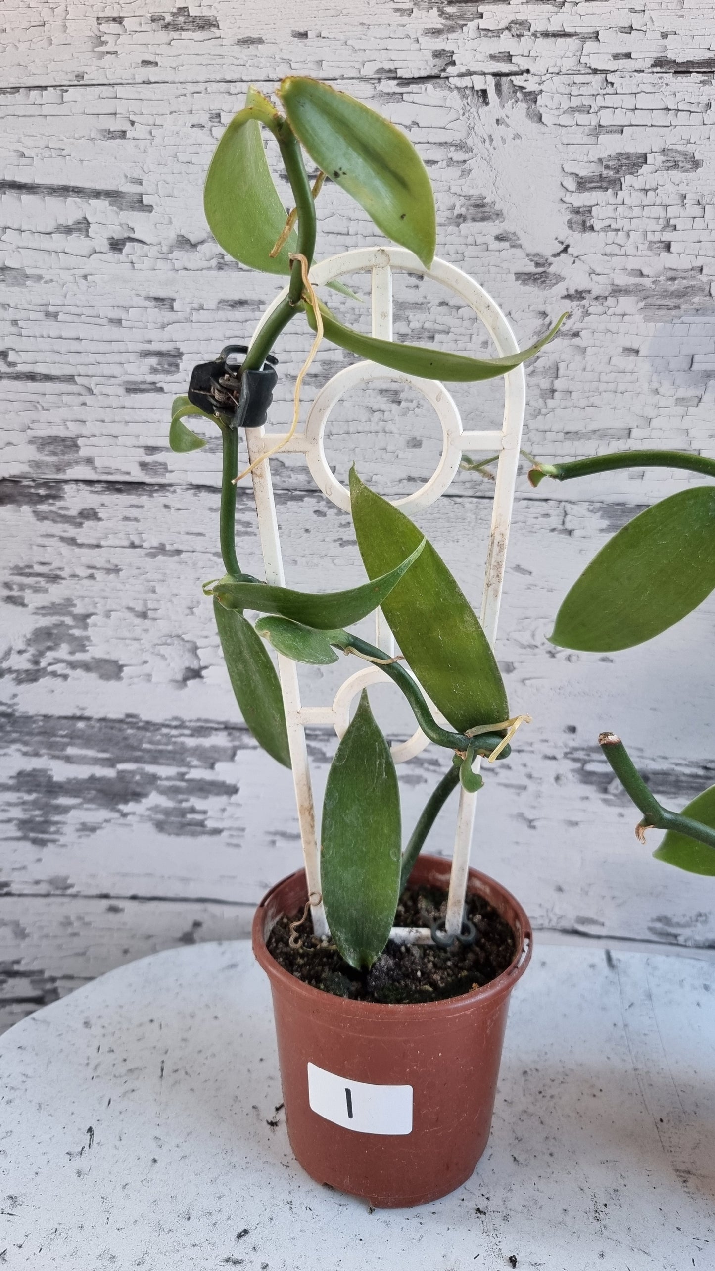 Vanilla planifolia - Vanilla Orchid