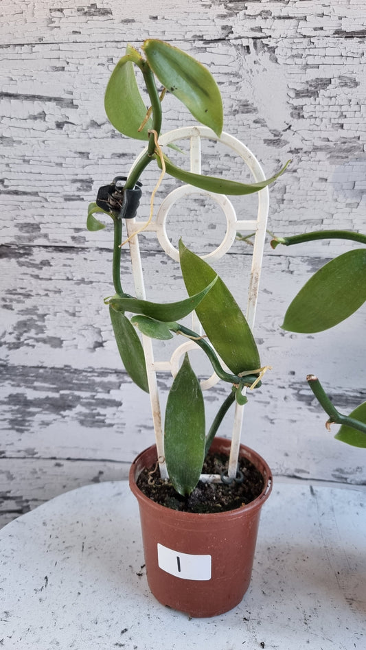 Vanilla planifolia - Vanilla Orchid