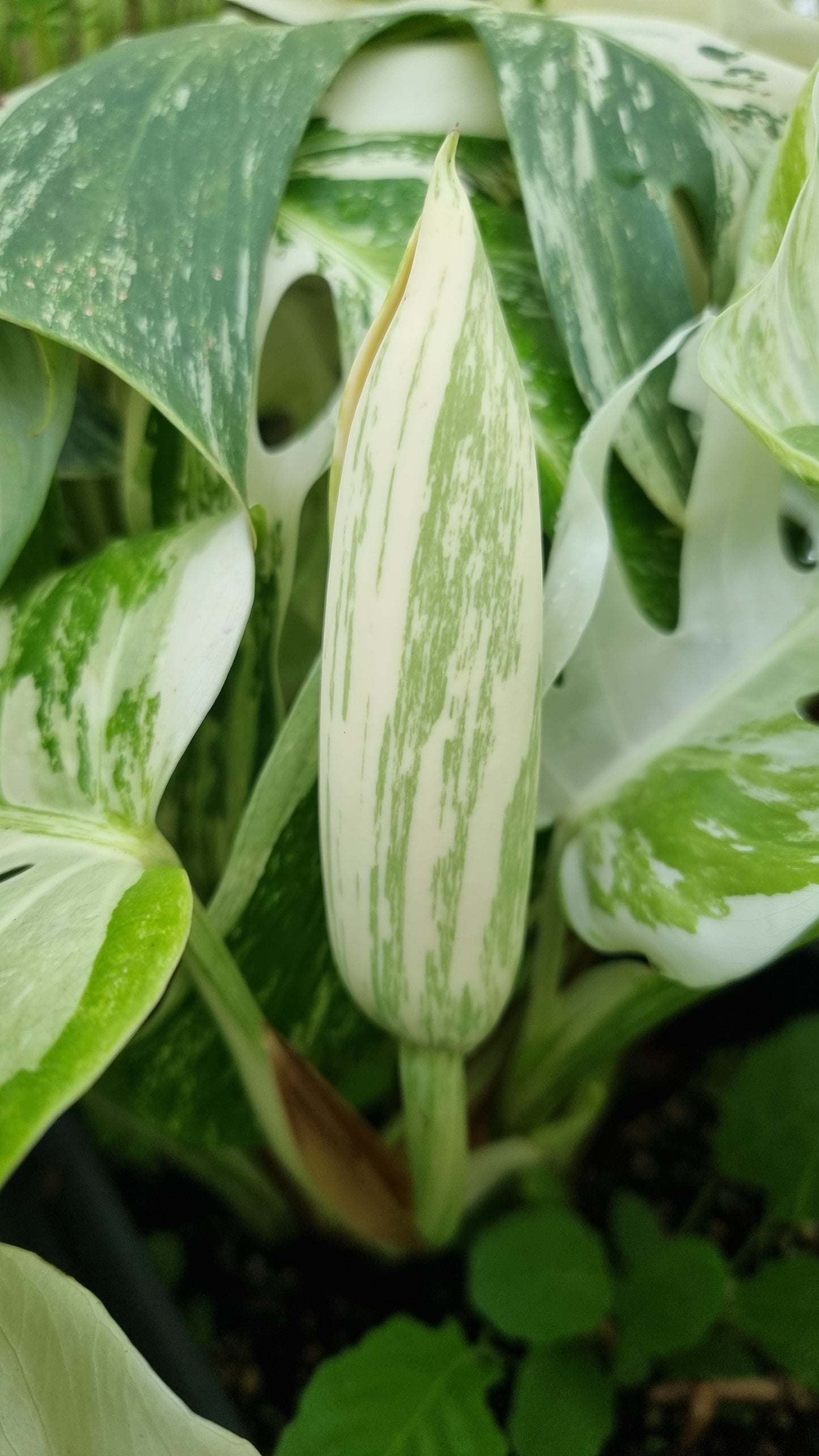 Monstera deliciosa borsigiana variegata - Variegated Fruit Salad Plant
