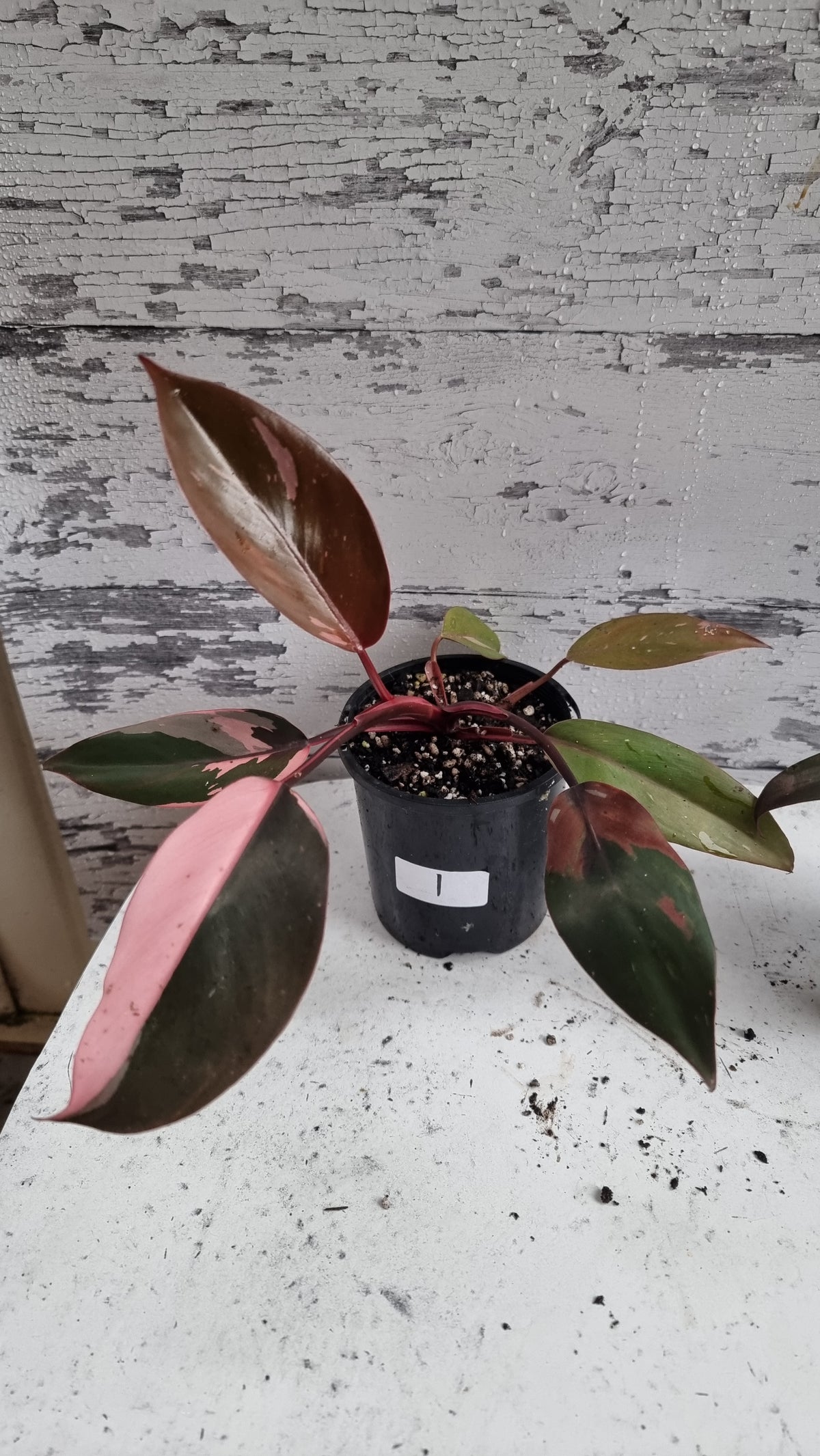 Philodendron erubescens 'Pink Princess'