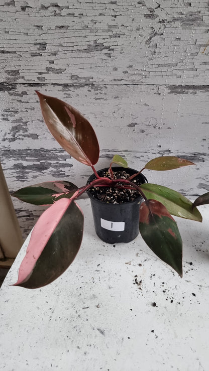 Philodendron erubescens 'Pink Princess'