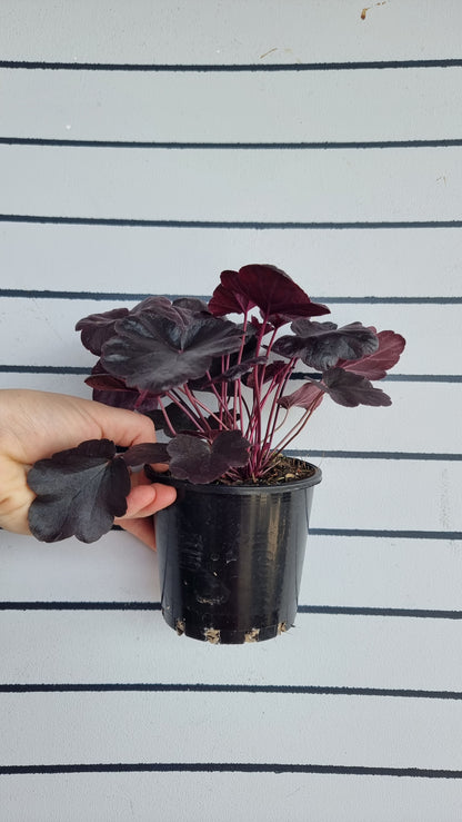 Heuchera 'Obsidian'